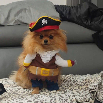 Déguisement Pirate Amusant Pour Chiens Et Chats 🏴‍☠️🎃🐶🐱 - One PETS - TOP