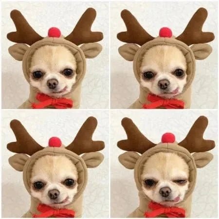 Froggiewarm: Pull Capuche Grenouille Pour Chiens 🐸🐶 - One PETS - TOP