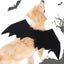 Ailes De Chauve-Souris Canines : Bell-O-Ween 🎃 - One PETS-TOP